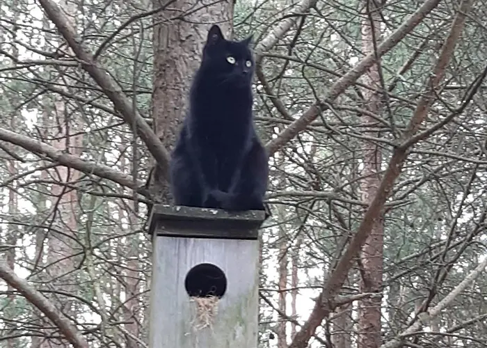 Qubalonka Saunarium Bory Tucholskie